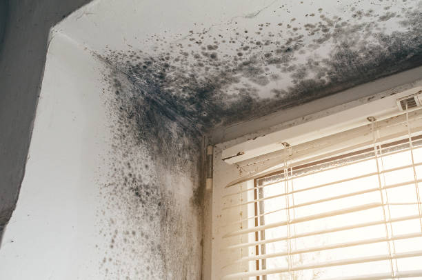 Affordable Attic Mold Remediation solutions in Hallwood, VA